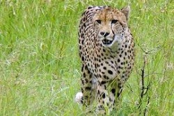 Endangered Species Tour