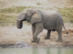 Ultimate Elephant Experience